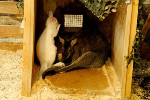 Iz kontakata zoološki vrt nestao je kengurenok albino Iz kontakata zoološki vrt nestao je kengurenok albino